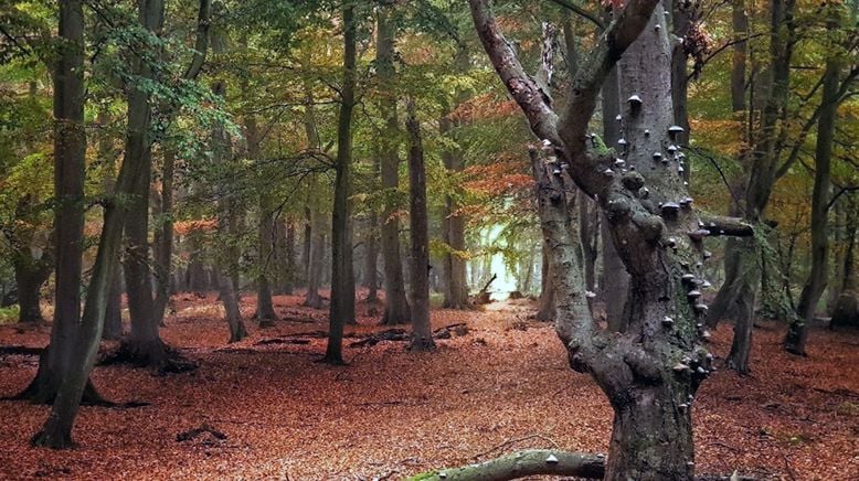 Unsere Wälder