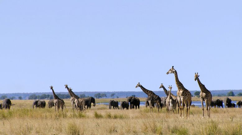 Wasserwelt Afrika