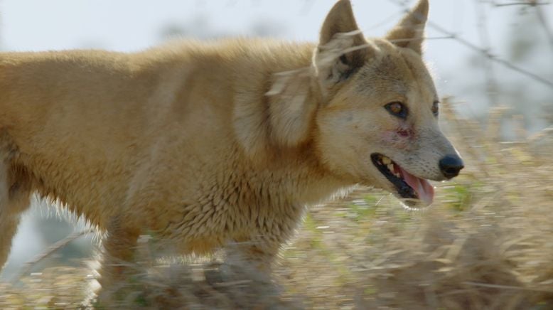 Geheimnisse des wilden Australiens