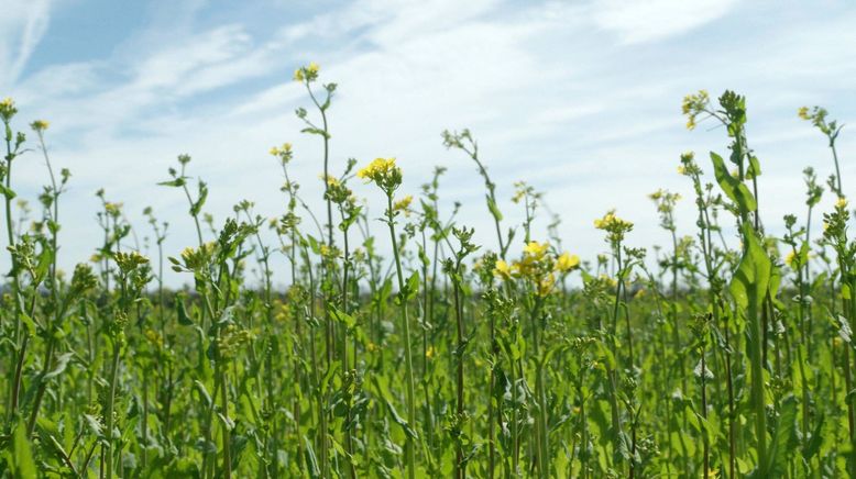 Bio - die Lösung für wirklich alles?