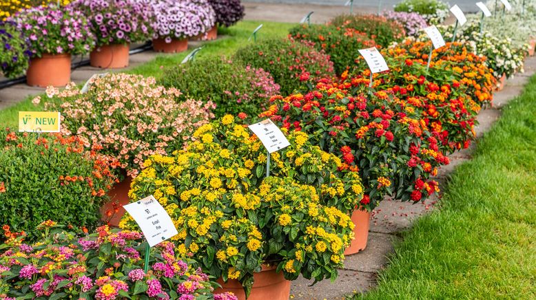 Rasch durch den Garten Gärtnern für jedermann (S5/F2) im TV Programm
