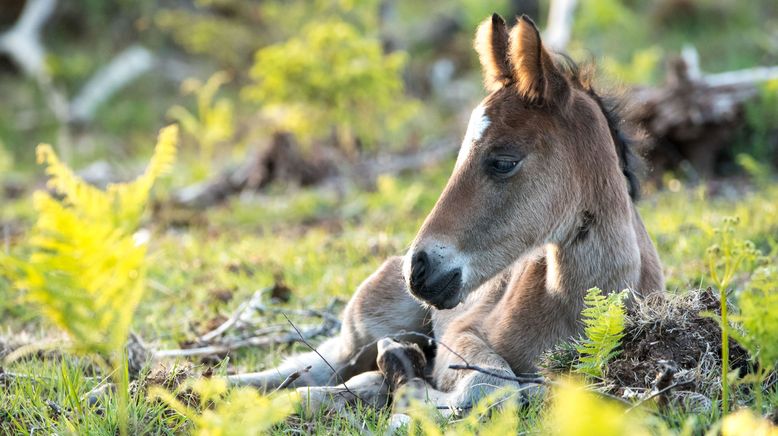 Wald der wilden Ponys