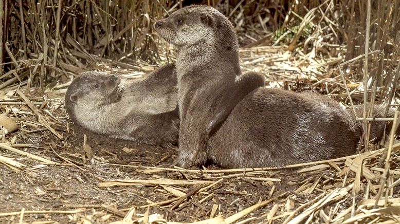 Die geheime Welt der Tiere