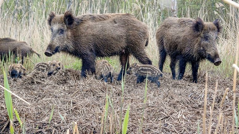 Die geheime Welt der Tiere