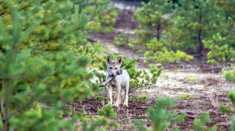 Die geheime Welt der Tiere