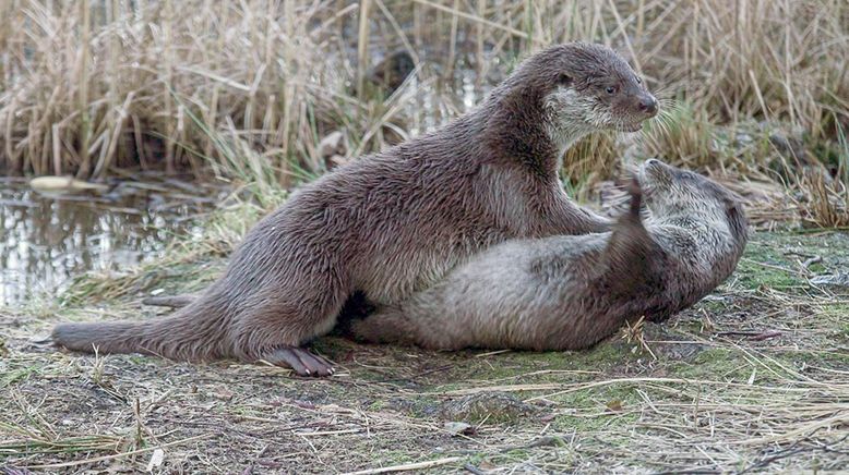 Die geheime Welt der Tiere