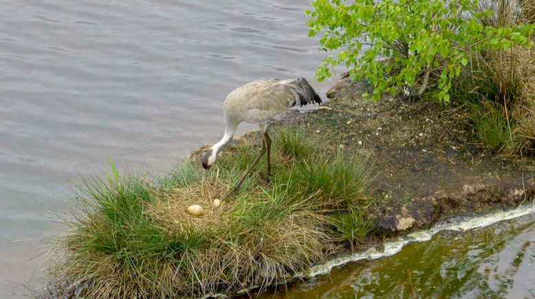 Die geheime Welt der Tiere