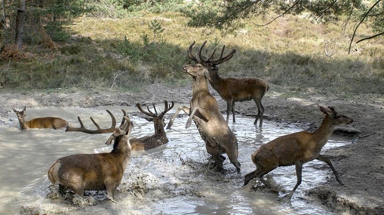 Die geheime Welt der Tiere