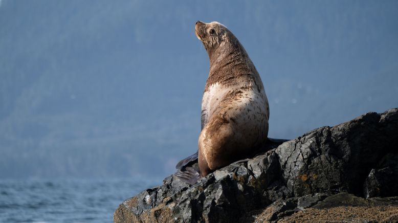 Islands: Die wilden Labore der Natur