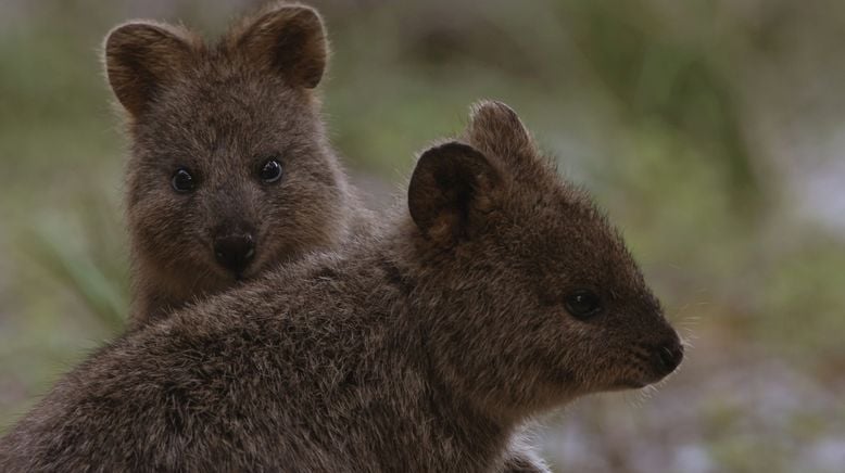 Geheimnisse des wilden Australiens