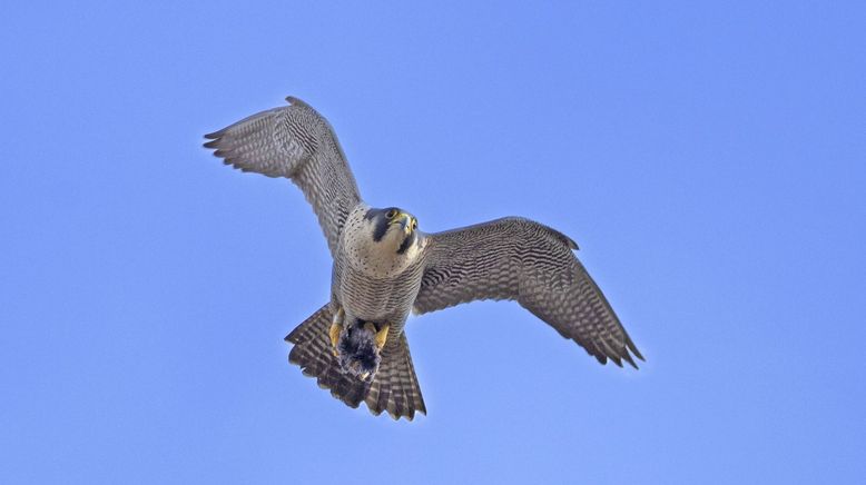 Unsere Helden: Die Tierärzte in der Arktis