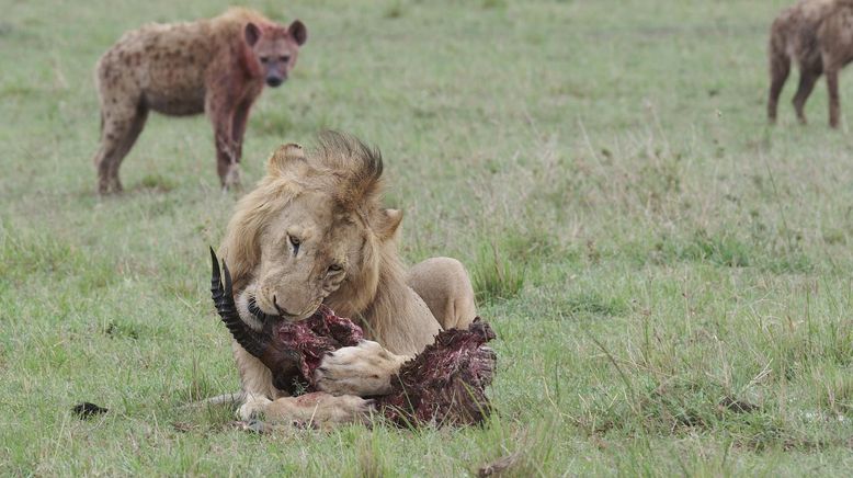 Löwe vs. Hyäne: Ewige Feinde