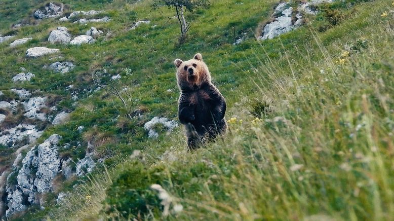 Gefährlich nah - Wenn Bären töten