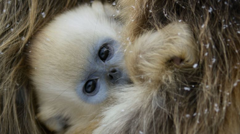 Chinas wildes Tierreich