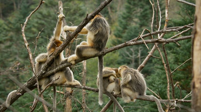 Chinas wildes Tierreich