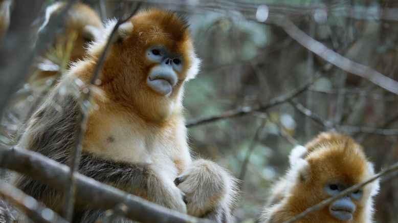 Chinas wildes Tierreich