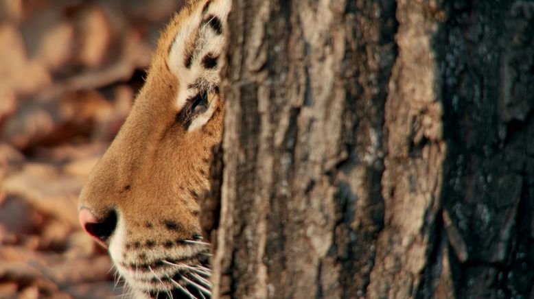 Das verborgene Reich des Sibirischen Tigers