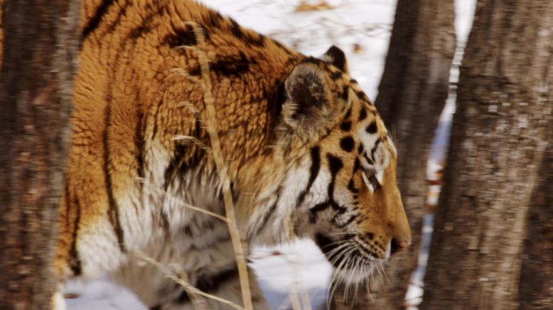 Das verborgene Reich des Sibirischen Tigers