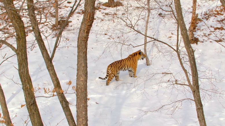 Das verborgene Reich des Sibirischen Tigers