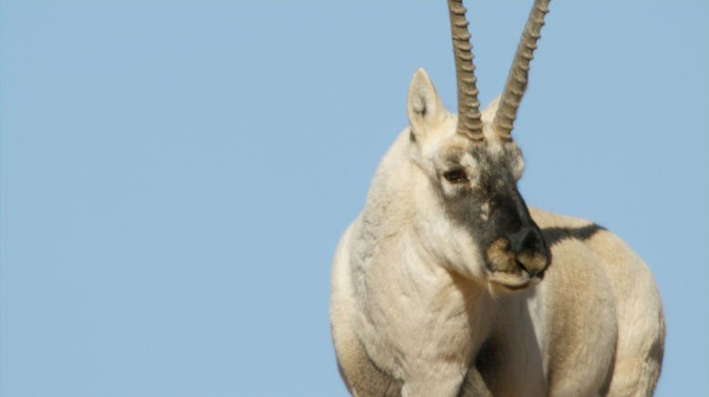 Chinas wildes Tierreich