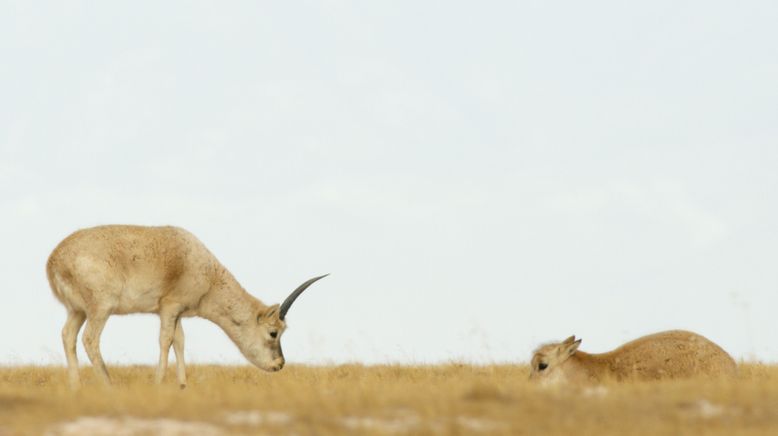 Chinas wildes Tierreich