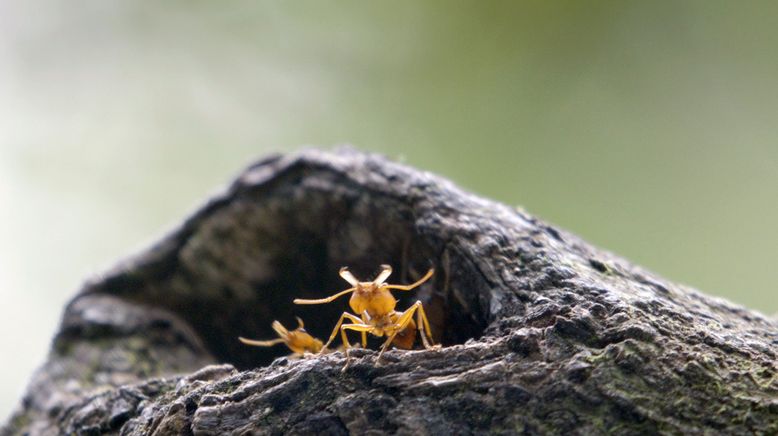 Im Regenwald der tropischen Ameisen