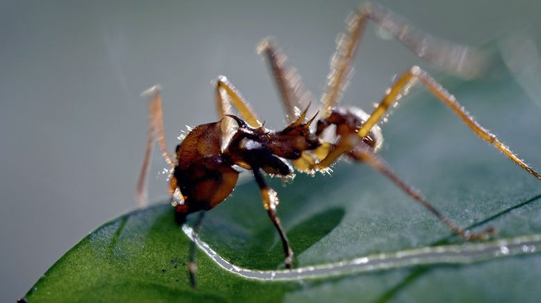Im Regenwald der tropischen Ameisen