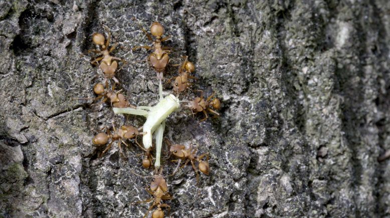 Im Regenwald der tropischen Ameisen