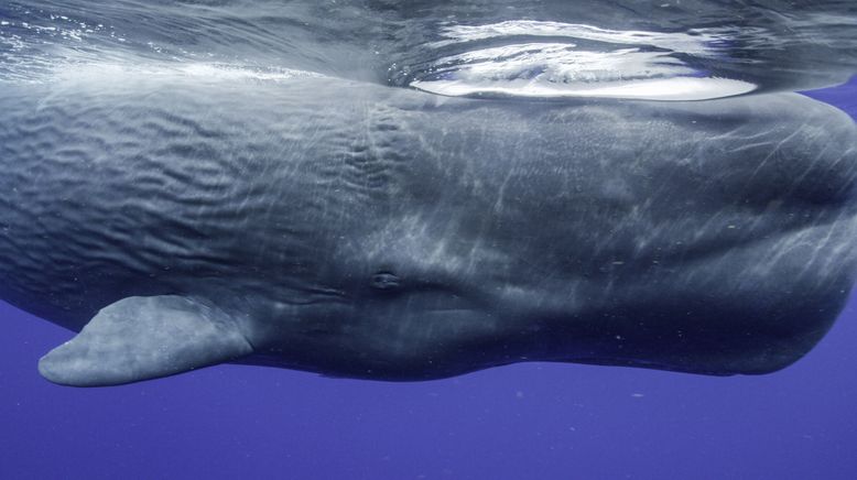 Die geheimnisvolle Welt der Wale