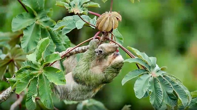 Die Superkräfte der Tiere