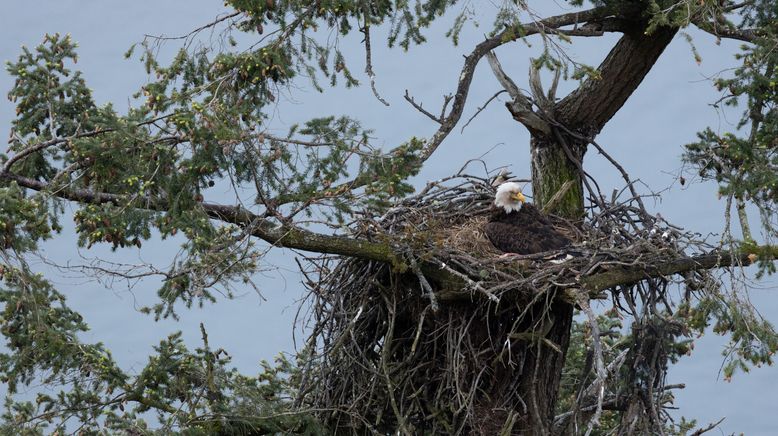 Islands: Die wilden Labore der Natur