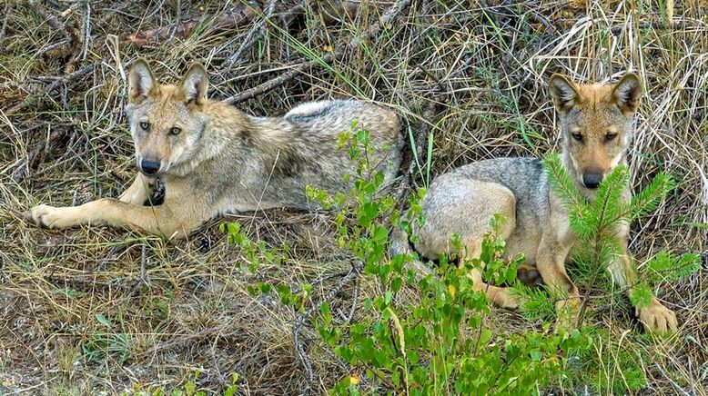 Die geheime Welt der Tiere