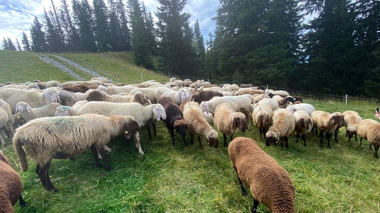 Schafe - Die heimlichen Helden der Almen