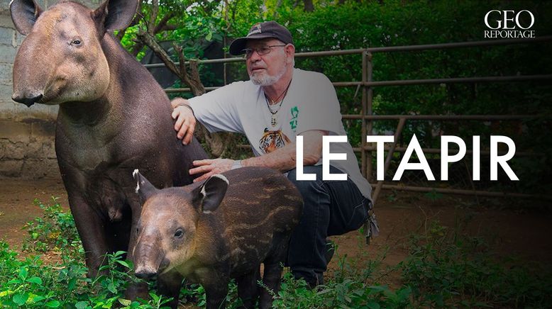 Tapire, die Dschungel-Gärtner
