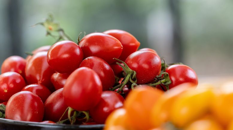 Genuss mit Beigeschmack - Tomaten