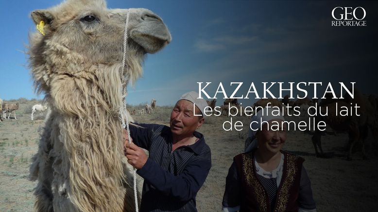 Kamelmilch, Kasachstans Wundermedizin