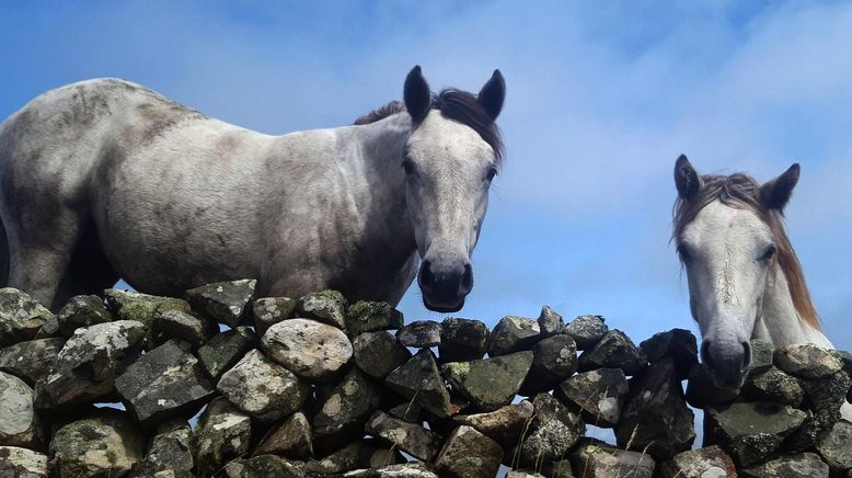 Connemara: Wie das Land, so das Pony