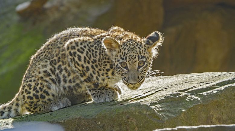 Erlebnis Erde: Das wilde Dutzend - Zoos im Westen