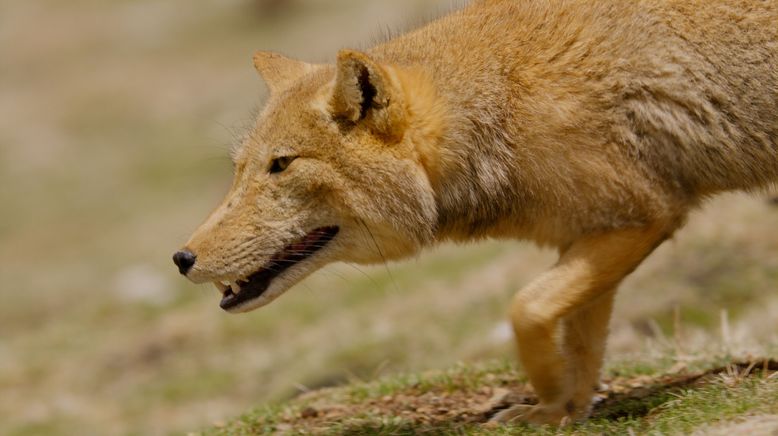 Chinas wildes Tierreich