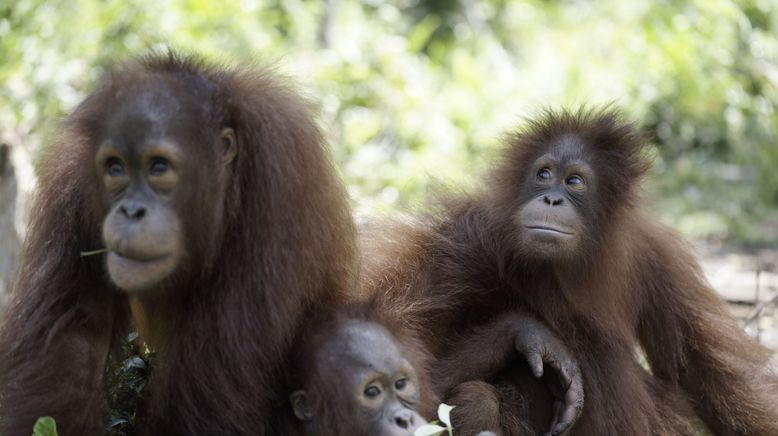 Orang-Utan Dschungelschule