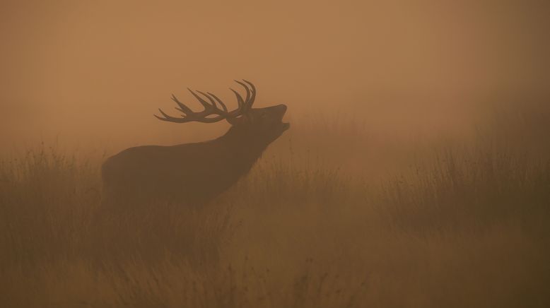 Irlands wilde Inseln mit Eoin Warner