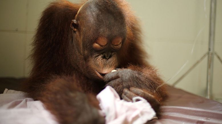 Orang-Utan Dschungelschule