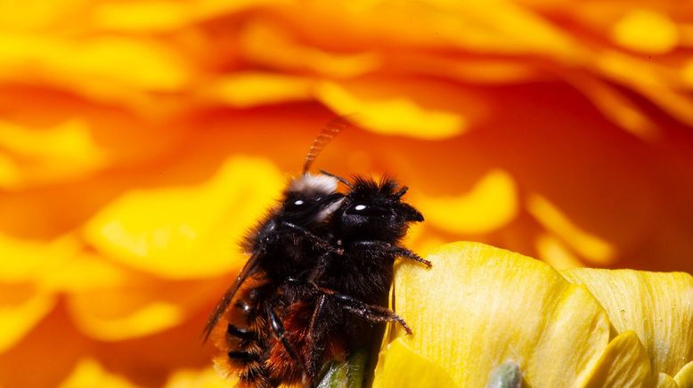 Die Welt der wilden Bienen