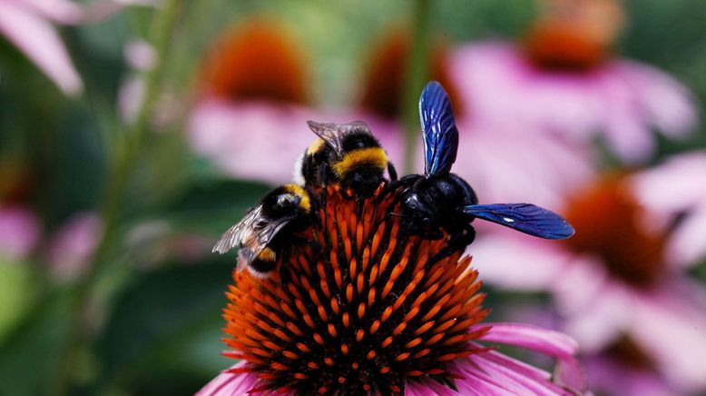 Die Welt der wilden Bienen