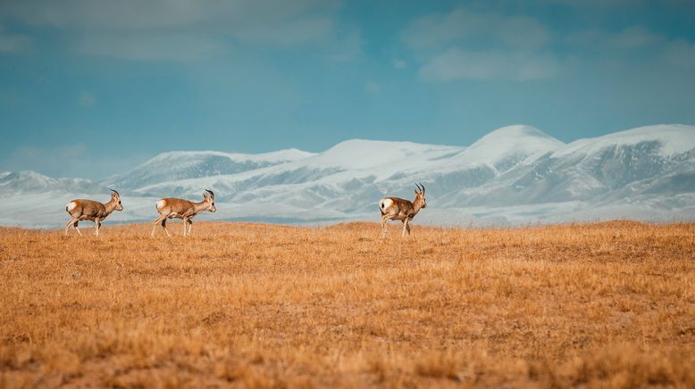 Chinas wildes Tierreich