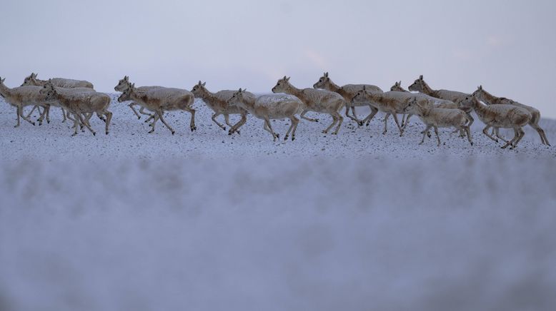 Chinas wildes Tierreich