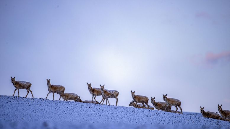 Chinas wildes Tierreich