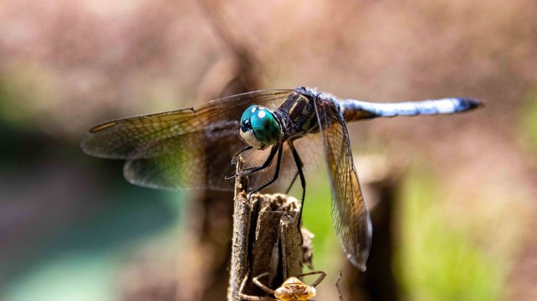 Welt der Insekten