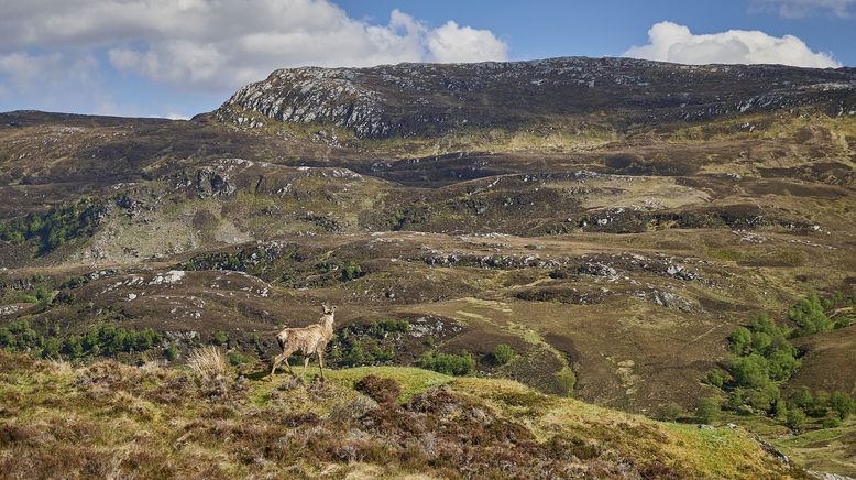 Die Aufforstung der Highlands