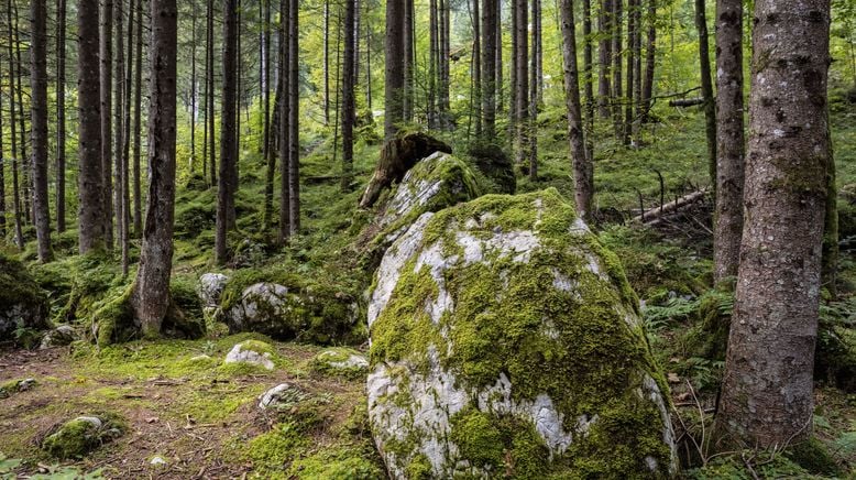 Unsere Wälder